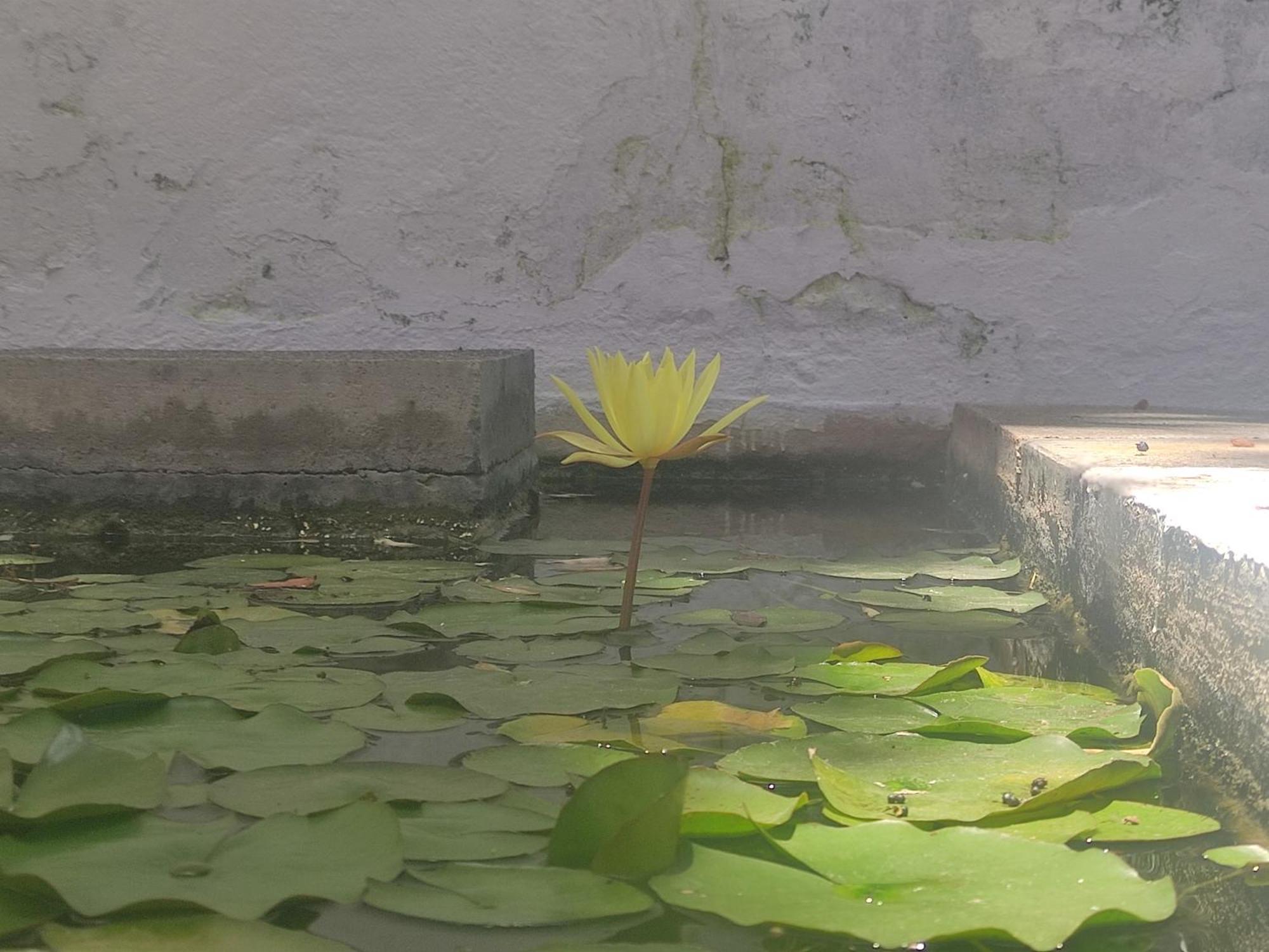 Santa Brígida Apartamento Lemmon Tree חדר תמונה